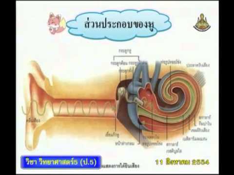 082+540811+scip5+dltv54p+B+ส่วนประกอบของหู, แผนภาพขั้นตอนการได้ยินเสียง