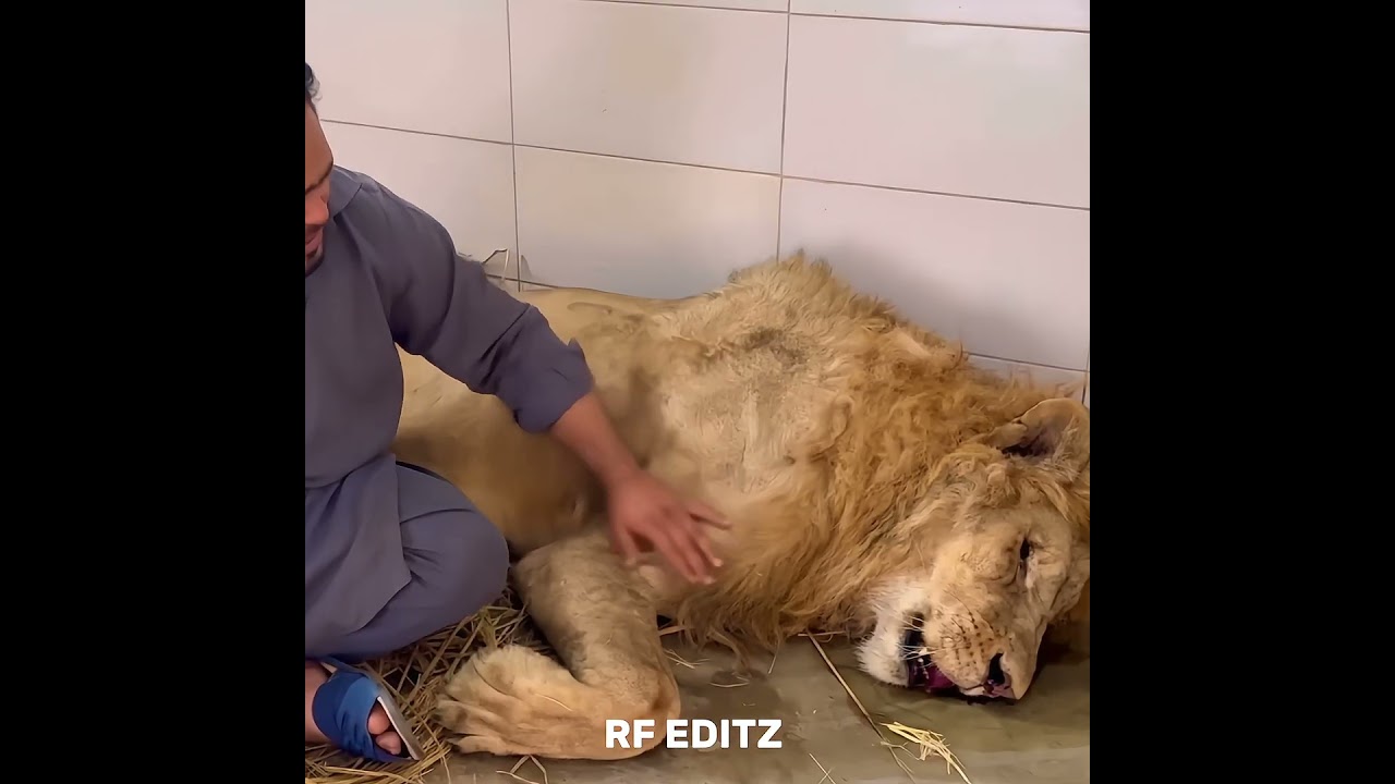 Mufasa is no more, 😭 