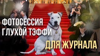 ПЕРВАЯ ФОТОСЕССИЯ ГЛУХОЙ СОБАКИ ДЛЯ ЖУРНАЛА | ПЕРЕДАЛА ЛЕКАРСТВА РОККИ ДЛЯ СОБАК СЕРДЕЧНИКОВ