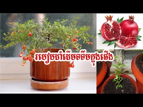 How to grow pomegranate របៀបដាំដើមទទឹម