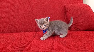 rescue a tinykitten abandoned in street by ANIMAL TUBE 4,968 views 3 months ago 18 minutes