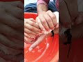 How to bath a rabbit without hurting it/ How to clean rabbit🐇🐰