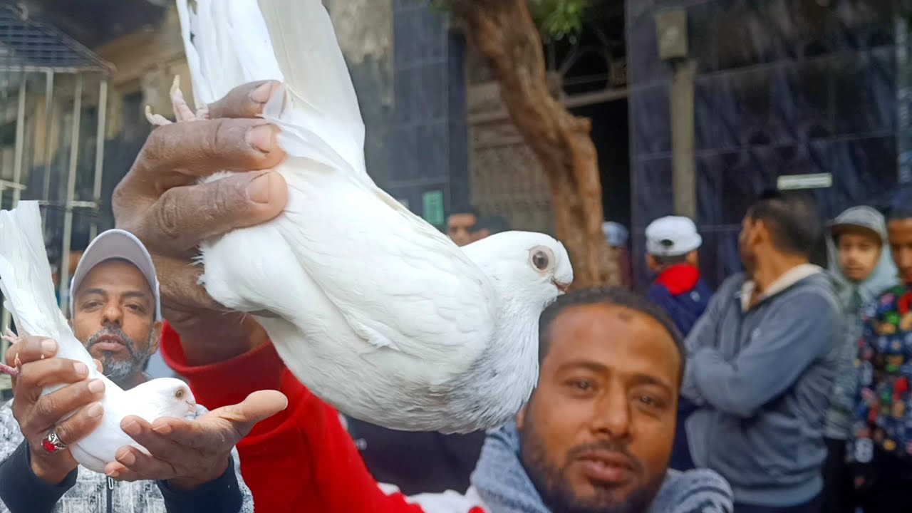 سوق الحمام اليوم 2/1/2062فى الشتا والاسعار اليوم مفجاة 😲