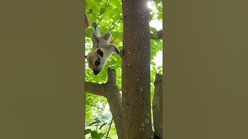 jumping squirrel #shorts #animals  #animation #viralvideo #squirrel