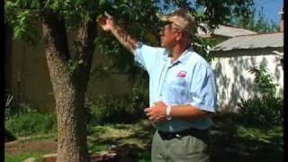 How To Keep Pecan Trees Healthy