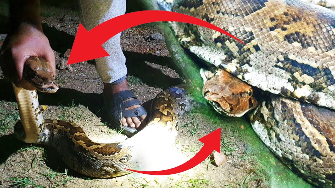 Amazing Snake Catching Video | Unbelievable Snake Rescue Skills#Snake # ...