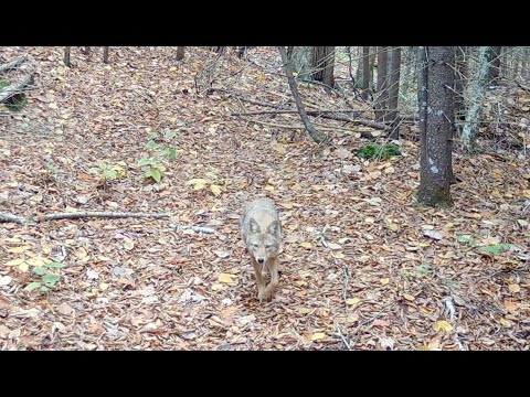 ADK Big Woods Game Trail Episode 003