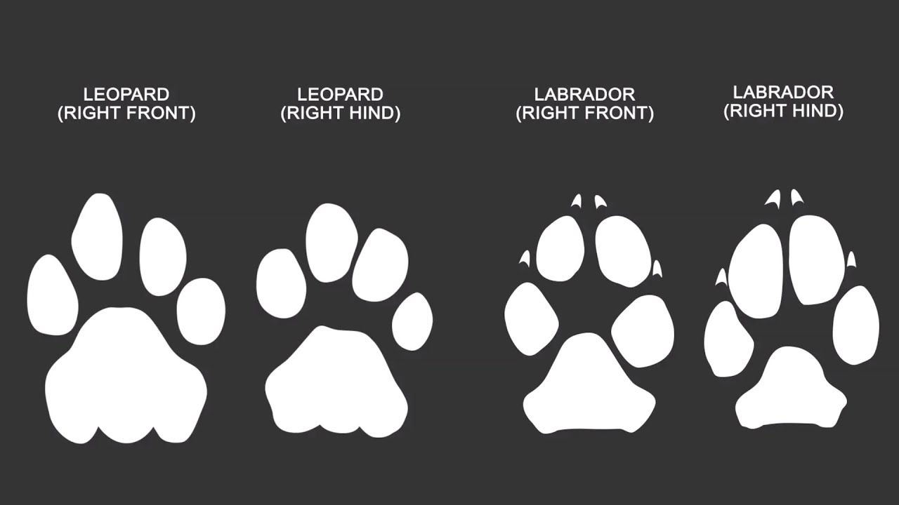 3-differences-between-big-cat-prints-and-dog-prints-youtube