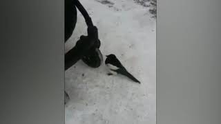 Сорока изучает детскую коляску. Ноябрь, 2018. Братск Сорока изучает детскую коляску. Ноябрь, 2018. Братск
