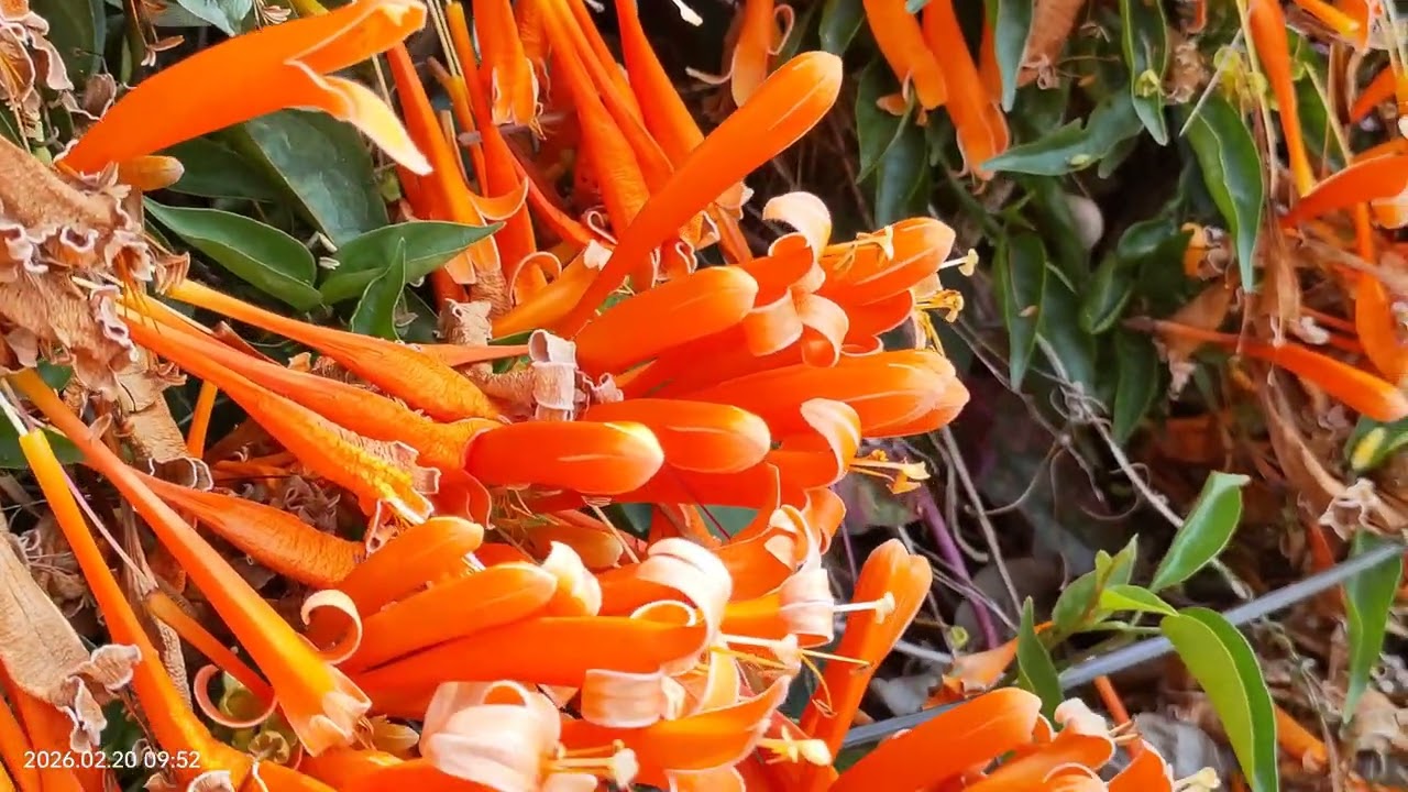 2026/2/20 名間鄉茶米香步道盛開的炮仗花