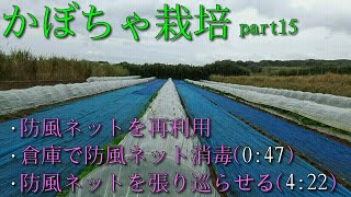 かぼちゃ栽培 【地面に防風ネット張り】【かぼちゃを巻き付かせよう!!】