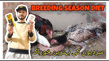 ASEEL BIRDS WINTER DIET | BREEDING SEASON KI BEHTREEN DIET #yt #aseelvlog