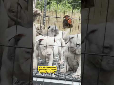 Sometimes You Gotta Call For Help Sskk Viral Americanbully Ytshorts Viralshort Puppy