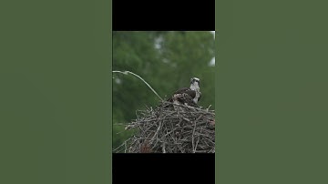 Osprey Chick Pooping #shorts