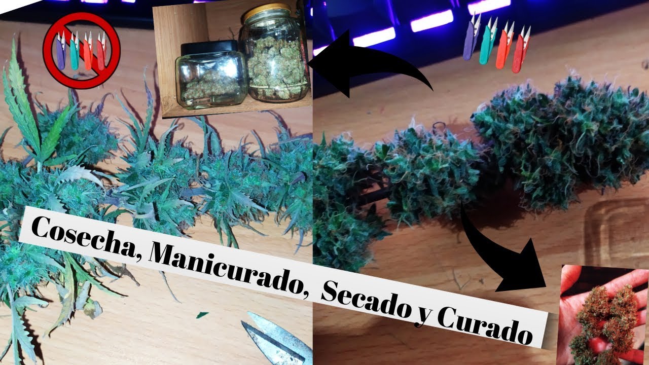 Como cosechar, Manicurar, Secar, y Curar..