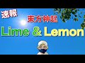 【速報】Lime &amp; Lemon【東方神起】