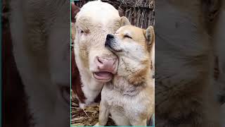 WHAT IS UNCONDITIONAL LOVE ONLY HAVING FIVE SENSES ANIMALS HAVE THAT LOVE