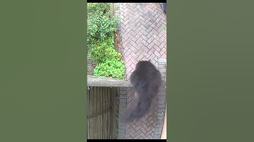 Glitch in the matrix - 😻🐈‍⬛ Mr. Darcy, handsome tuxedo cat #Shorts