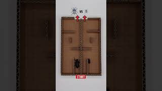 Big Vs Small Giant Vs Tiny Ground Beetle Maze Race