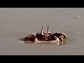 Ghost Crab chilling on beach