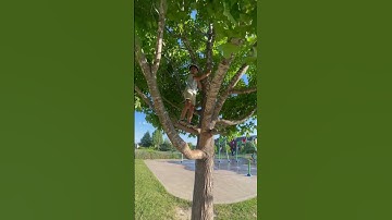Finally I climbed the tree #climbing #tree #climatechange #kidslearning #kidsactivities