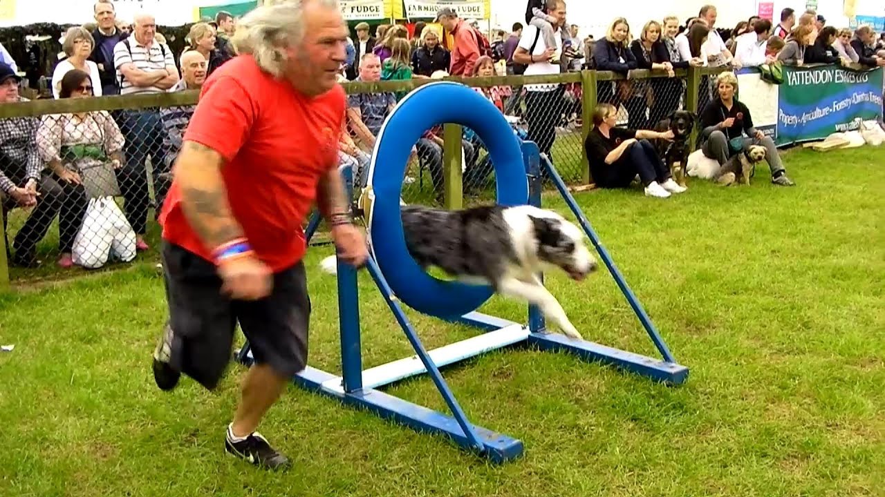 Newbury Show 2013 Colin's basic dog agility "Megan, Filby, Hugo and Bob