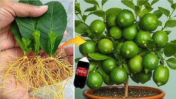Grow Lemon Trees Strong with Coca Cola + B1 – Shocking Results!