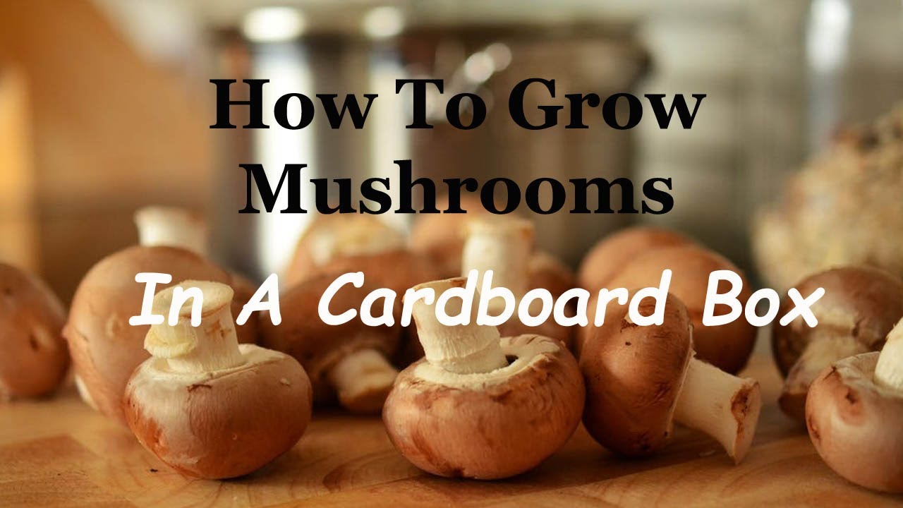 How To Grow MUSHROOMS in a Cardboard Box YouTube