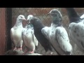 Baby pigeons of ustad gulzar gogi plawan