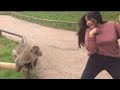 اضحك مع الحيوانات حتى الموت 5 اتحداك ما تضحك مقاطع جميلة ومضحكة جدا Try Not To Laugh اضحك مع الحيوانات حتى الموت 5 اتحداك ما تضحك مقاطع جميلة ومضحكة جدا Try Not To Laugh