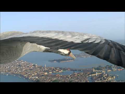 BBC Earthflight (Winged Planet) - Common Cranes Fly Over Venice (Narrated by David Tennant)