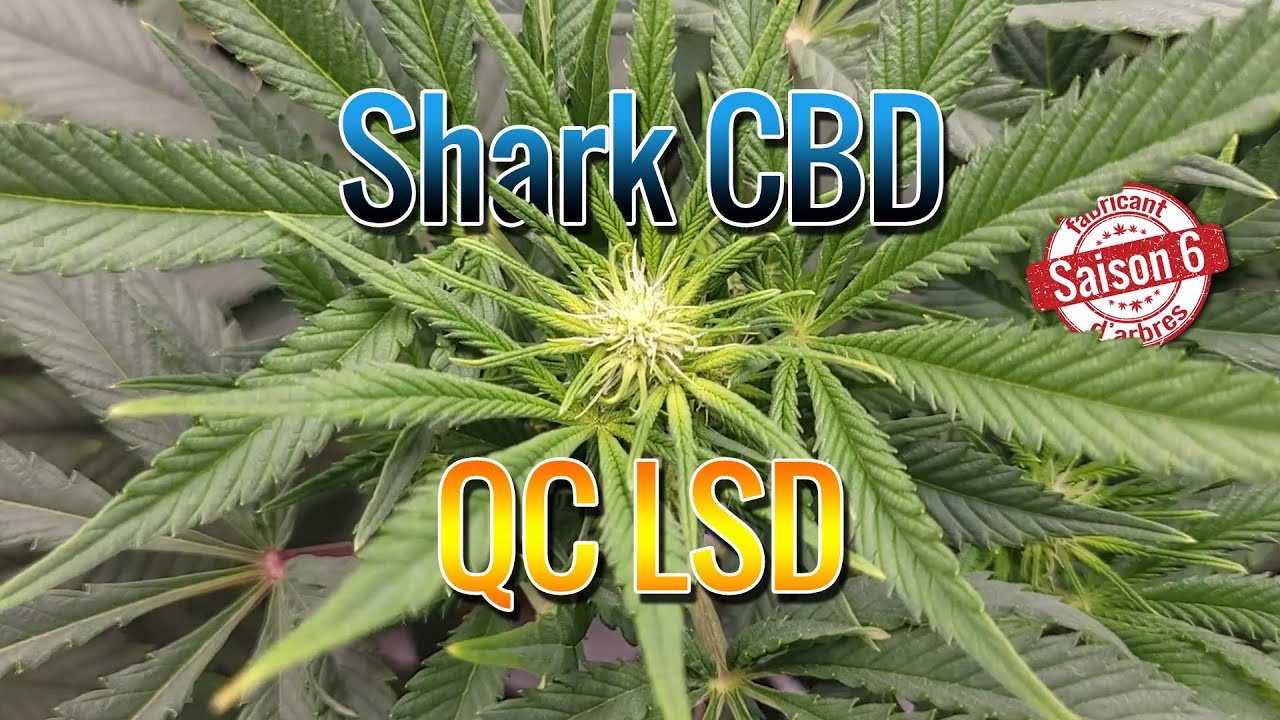 Jour 12 de floraison et Timelapse des Shark CBD et Québec LSD - S6E3