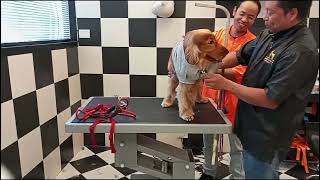 Grooming beautiful Cocker spaniel dog  at HUFT#headsupfortails#happypuppy#dogbathtime#cleaning#dogs