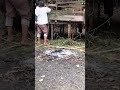 di gendong nek isu liat kambing