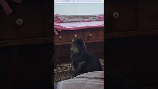 Cat vs fly