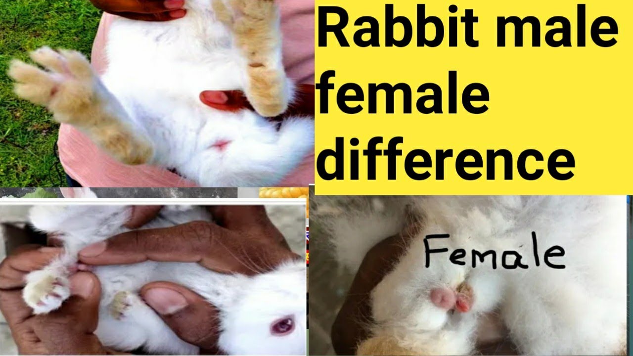 rabbit male or female difference - YouTube