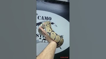 Spotnose Poss Het Clown Girl