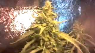 Day 52 update