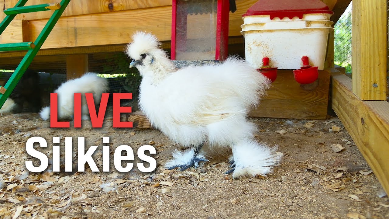 LIVE Silkie Chicken Cam All‑Day Coop Stream with Fluffy Bantams