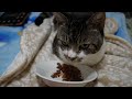 カプセルよけ職人な猫☆リキちゃんに特製コルディカプセルを食べて欲しくて日々内職してます【リキちゃんねる　猫動画】 キジトラ猫のいる暮らし　リンパ腫と闘う猫