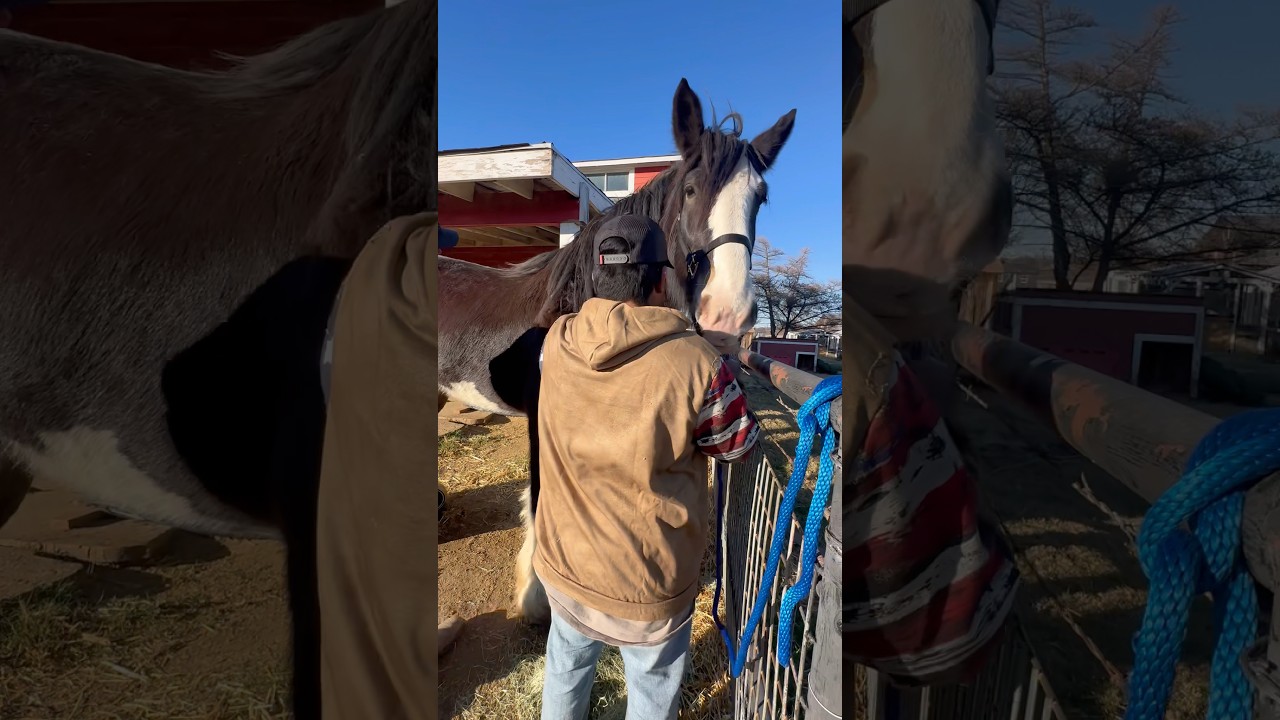 Brushing Jesse On a Cool Celina Day #celinatexas #celina #ranchlife