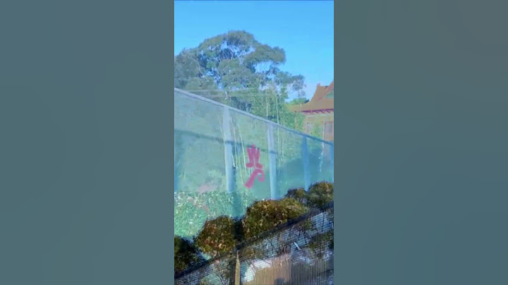 Spot the Magpies Flying High & Sitting in a Tall Gum Tree #birds #nature #shorts