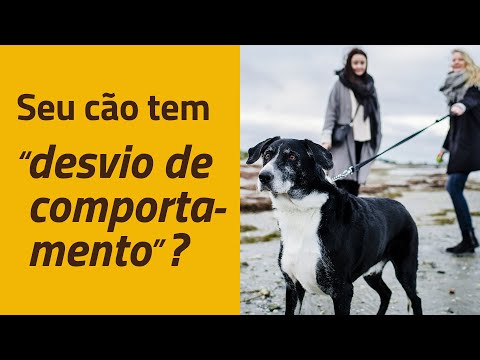 Vídeo: Pergunte a um veterinário: Meu cão tem um problema de comportamento. O que eu posso fazer?