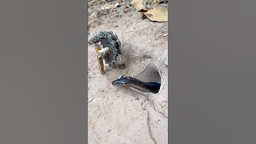 DIY Snake Trap using Bicycle chain #creativesnaketrap #buildsnaketrap#shortsvideo#snaketrap #snake