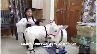 Know these before Purchasing Micro Mini Nadipathy Nano Cattles | #miniature #trending #minicows #yt