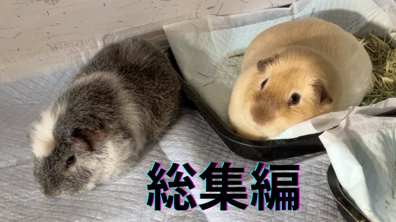 見るだけで癒される！モルモット総集編