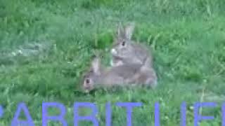 RABBIT LIFE - Mother rabbit thumping a warning by Animals Funny Life 19 views 4 years ago 56 seconds
