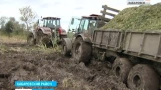 Вести-Хабаровск. Заготовка силоса