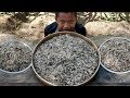 Easy Crispy Shrimp Cooking / Frying Crunchy Small Shrimp / Kdeb Cooking