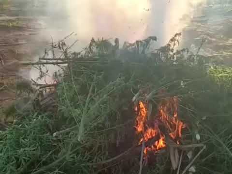 Plantação de maconha é incinerada em Dom Inocêncio